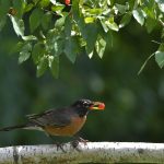 Yeme Davranışı Bozuklukları